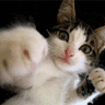 Punch cat.